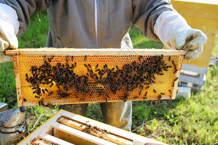 养蜂蜜的农民图片