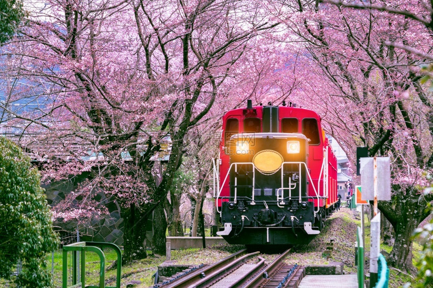 导轨运行火车在日本京都穿过樱花开隧道的浪漫列车图片