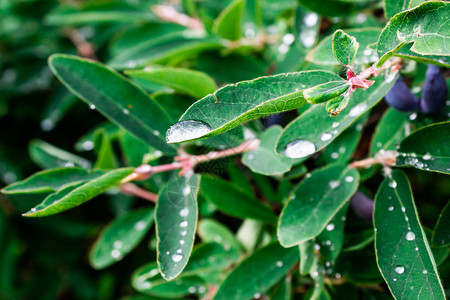 成熟新鲜的绿色灌木上蜜糖果绿树叶雨后露水背景图片