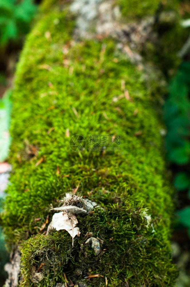 一种苔藓落树干上的苔苗详情户外图片