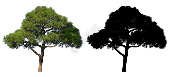 白底黑树素材面具日本高金发松树和黑甲面罩白底孤立于日本树枝亚洲人背景