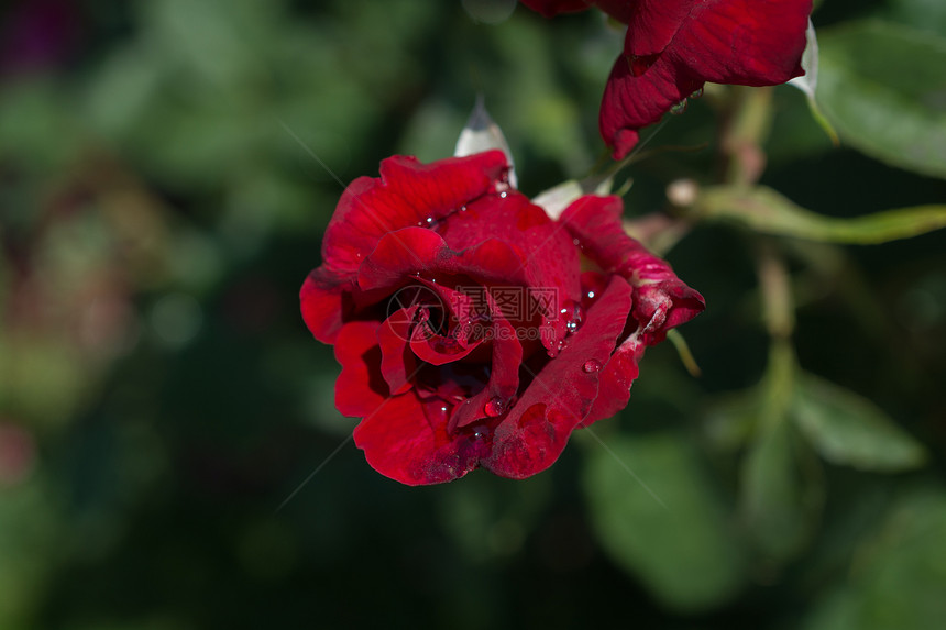 气泡季节花瓣上有滴水的美丽多彩玫瑰心图片
