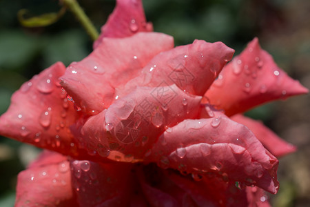 装饰气泡感情花瓣上有滴水的美丽多彩玫瑰图片