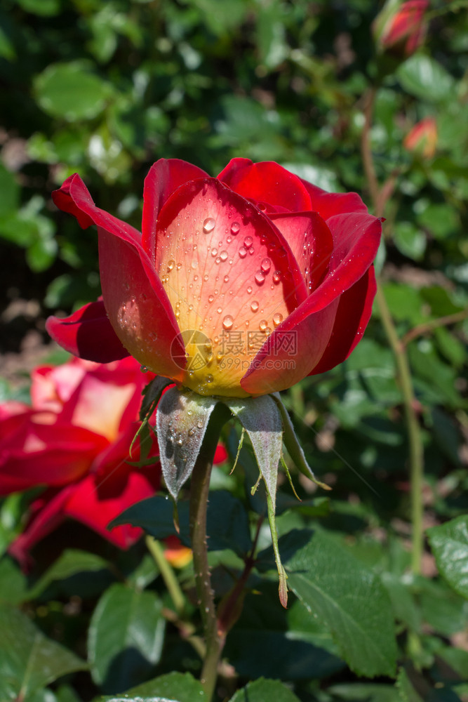 花瓣上有滴水的美丽多彩玫瑰花园周年纪念日露图片