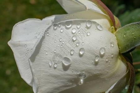 问候花瓣上有滴水的美丽多彩玫瑰春天庆祝图片