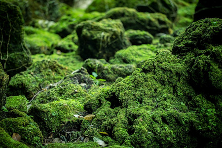 墙叶子公园来自雨林的美丽绿苔草图片