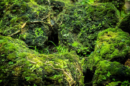 来自雨林的美丽绿苔草结石森林图片