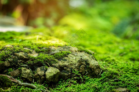 公园树来自雨林的美丽绿苔草明亮的背景图片
