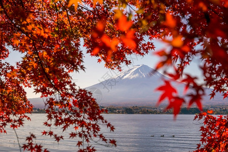 富士山红枫图片