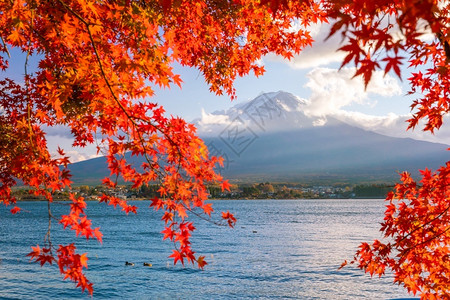 富士山下的红色枫叶图片