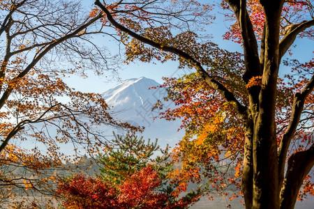 秋天在日本川口江湖的藤田山带红树叶色的十一月日本人图片