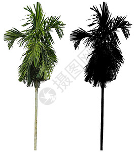 植物学轮廓白色的一棵高棕榈树白色背景上隔离着黑色阿尔法面罩图片