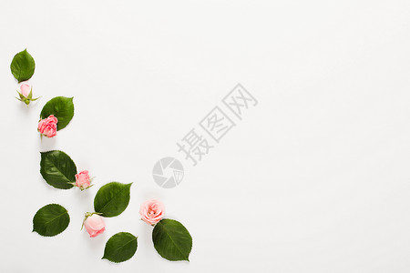 开花框架使小美丽的玫瑰花芽变成白色背景叶子花瓣图片