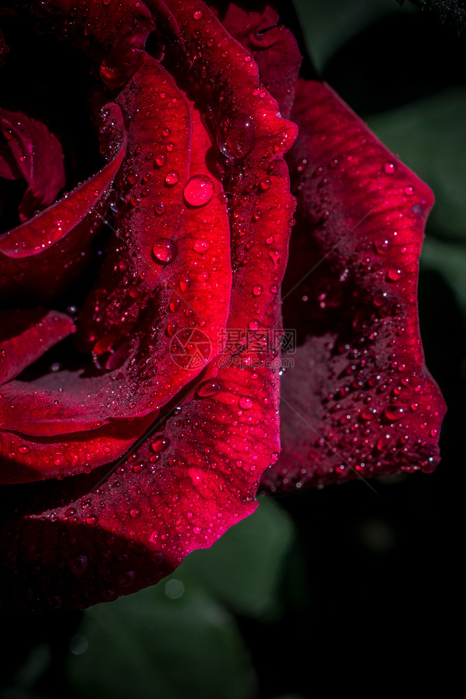 花瓣上有滴水的美丽多彩玫瑰飞沫爱颜色图片