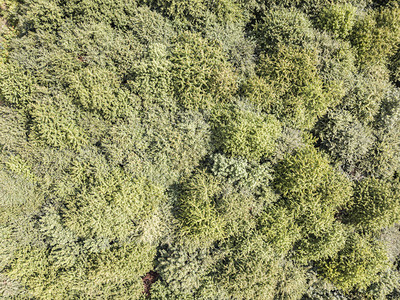 森林山绿色从上面看到树顶无人机图片