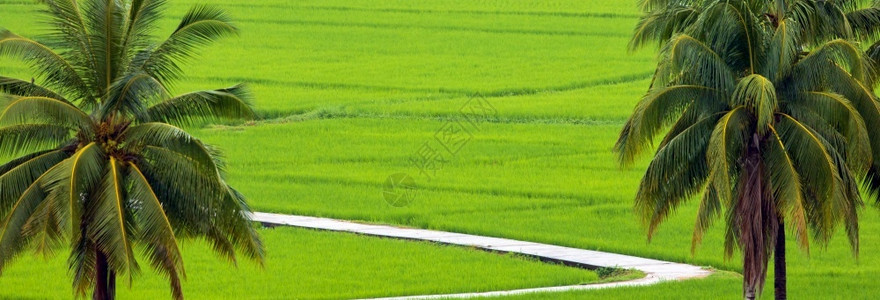 叶子高的白稻田上椰子棕榈树乡村的图片