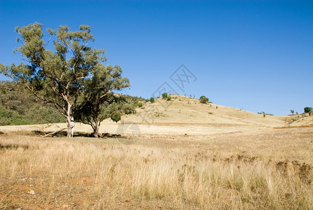澳大利亚新南威尔士州Mote附近的农村景象天地球羊图片