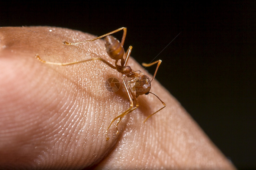 成人手指上的红蚂蚁刺工人图片
