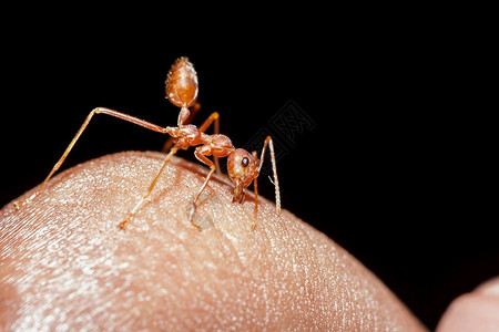 极端自我防备野生动物手指上的红蚂蚁图片