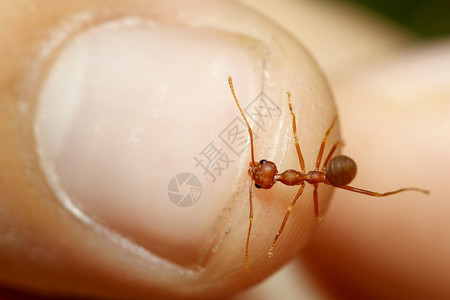 生物学气的危险红蚂蚁咬手指像人一样图片
