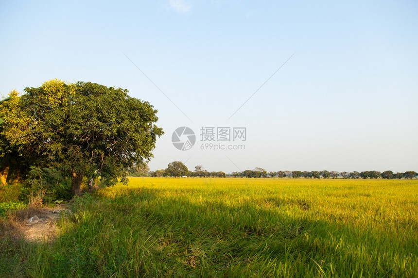 独自的常设落下稻田里的大树站在稻田中间图片