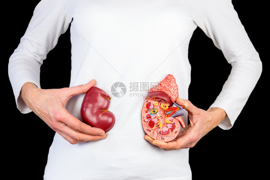 静脉功能女用手握着人类肾脏器官模型在黑色的白身体前的图片