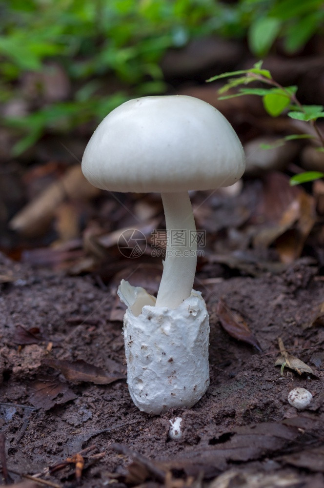 户外夏季食用白蘑菇色生态旅游活动在森林中冲洗蘑菇室采摘美食自然图片