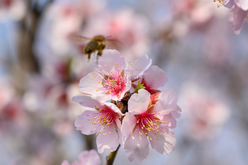 春天盛开的杏仁树枝与飞蜂的粉红色花朵宏观特写水果天空蜜糖图片