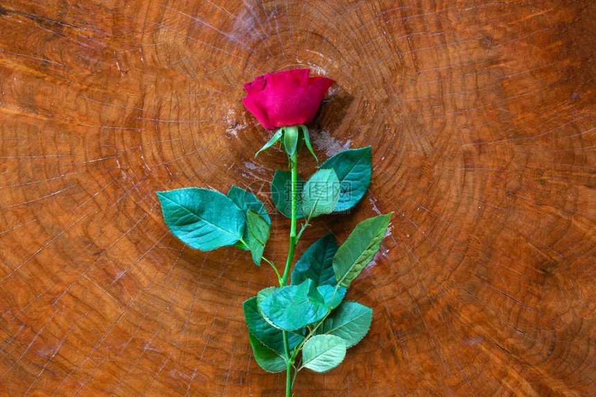 优质的展示红玫瑰在木本底浪漫花朵上华伦人节概念的美丽红玫瑰在木本底罗曼花束上华伦人节概念木头图片