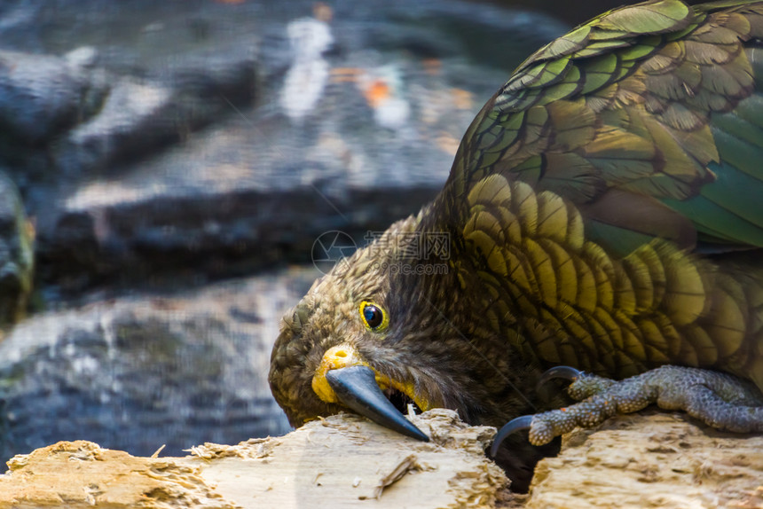 典型的来自新西兰濒危动物种类食嚼木头的Kea鹦鹉典型鸟类行为咀嚼山图片
