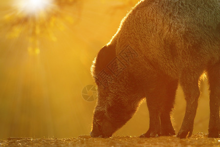 自然在黎明时关闭野猪饲料美丽的橙色灯光苏斯草原轮廓日出图片