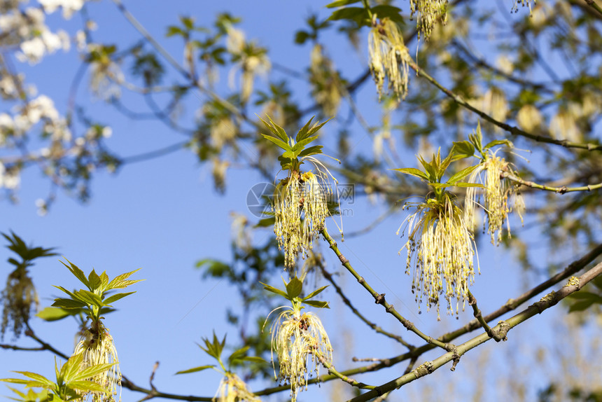 春天季节金子青初时花朵盛开阳光明媚的温暖天气与蓝空和鲜花盛开的朵图片