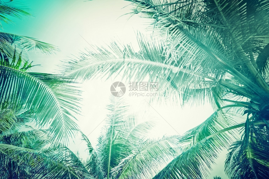 阳光明日热带棕榈树叶的古老风格夏季背景摘要放松黄昏植物图片