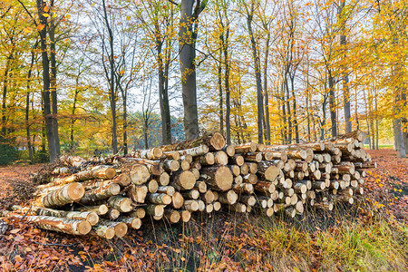 木头树产品干堆积在秋林中图片