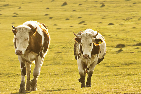 在草地上行走的家养奶牛景象的古老外观看户自然背景图片