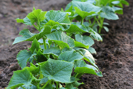 晴天在花园床上生长的黄瓜植物在花园床上种植的黄瓜物蔬菜夏天图片