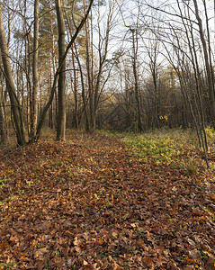 充满活力步行叶子秋季无树的枯生长秋季无叶林落之后的景观图片
