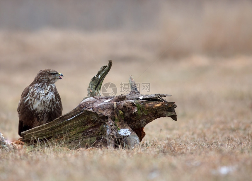 12月在波兰Narew河附近一个草地上坐着的普通秃鹰Buteobuteo自然鲶鱼打猎图片