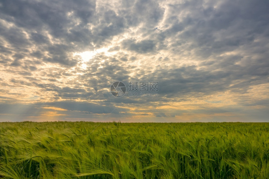美丽的地平线无尽田绿色小麦阳光照耀着太穿过惊人的云层戏剧天空阳光横扫绿小麦田景观图片