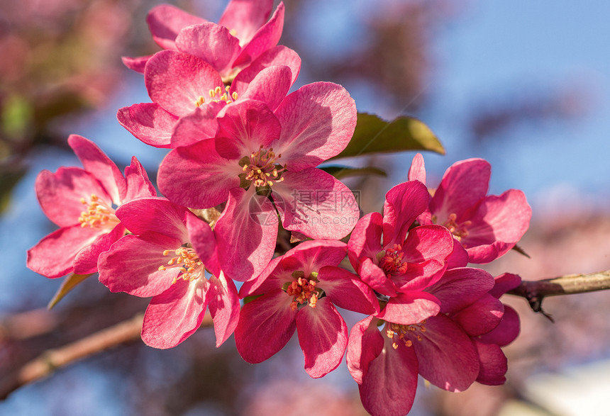 花的水果蓝色作为天然背景粉红苹果树分枝开花图片