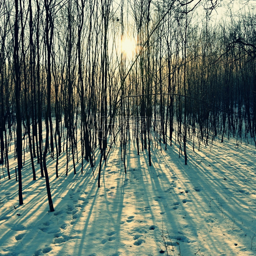 山冬季风景霜冻的树木大自然有雪美丽的季节自然背景降雪户外图片