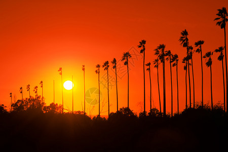 美国红色的在加利福尼亚州洛杉矶棕榈树与美丽的夕阳对抗洛斯图片