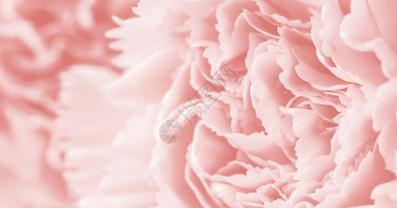 时髦的花瓣白色柔软背景珊瑚颜色风格的宏corn花背景图片