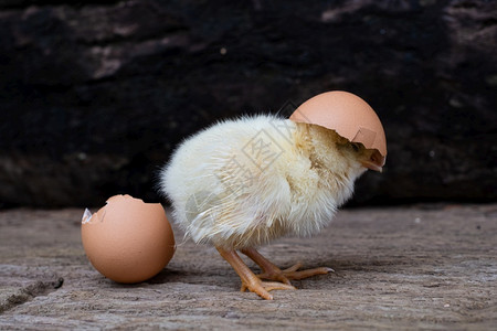 鸡蛋孵化出的小鸡图片