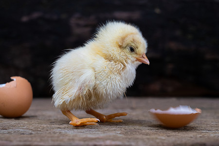 唧唧喳喳鸡蛋孵化出的小鸡背景