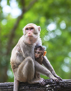怀抱中的孩子和母猴父森林食物高清图片