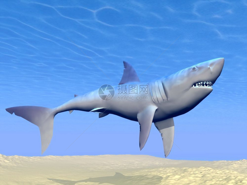 鲨鱼在沙子和太阳反射下游到水泳生物恐怖图片