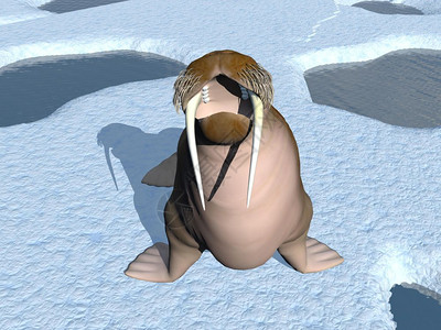 海冰山寒冷的在冰山上站着有洞和水孔的海象口张开3D动物群设计图片