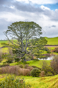 新西兰美丽的山丘和树丛新西兰蓝色的爬坡道羊图片