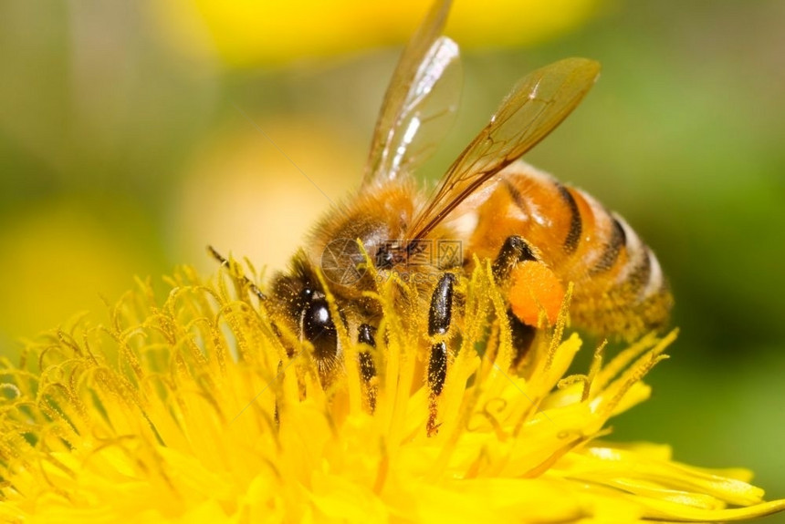 飞翅膀园艺蜜蜂在黄色花朵上辛勤工作图片